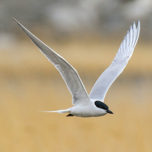 Gull-billed Tern